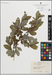 Foto von Salix glauca L.